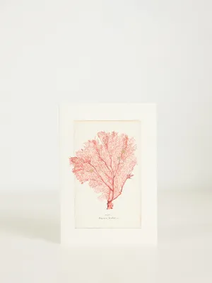 Fan Coral