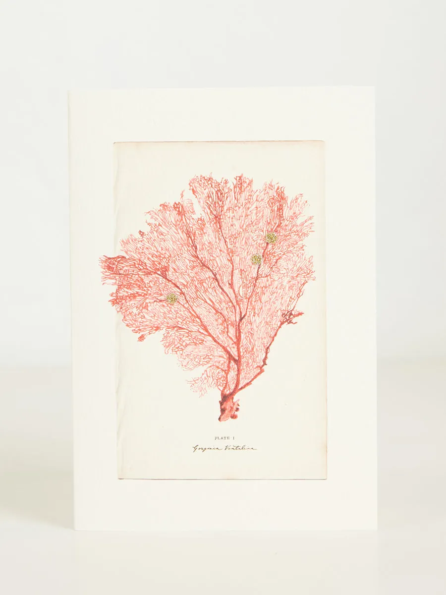 Fan Coral